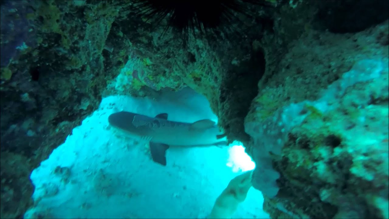 Local dive with Sharm Scuba Service by Sprindiving