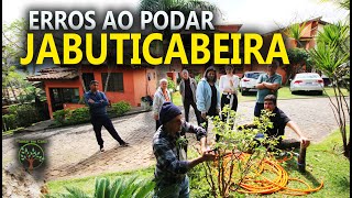 Jabuticabeira Poda e Erros com Sergio Semerdjian em Ilha Bela