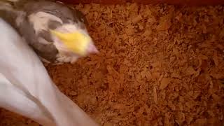 31 يوليوز 2023 طيور الزينة الكوكتيل كالوبسيت
