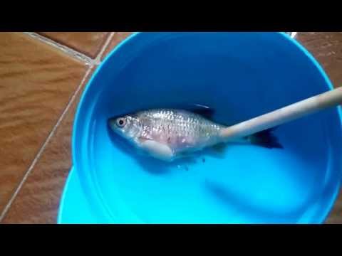 Video: Balıklar Tenyalarla Nasıl Görünür?