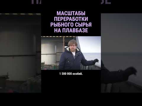 Сколько рыбы перерабатывает крупнейший плавзавод #shorts