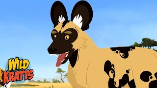 African Wild Dogs | Wild Kratts