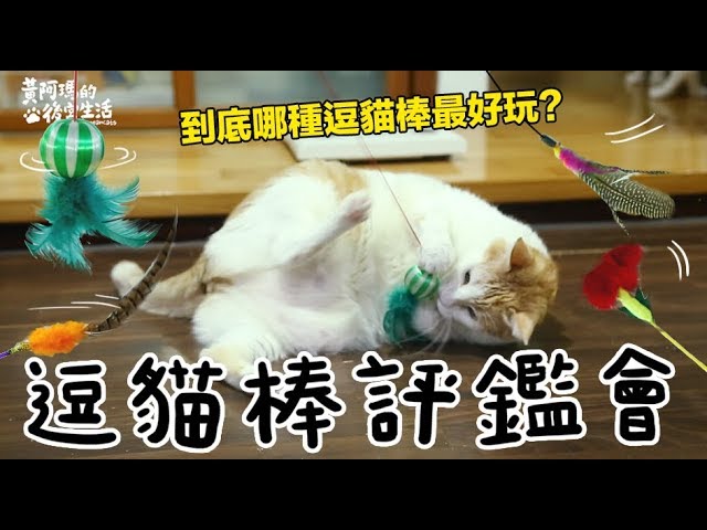 【黃阿瑪的後宮生活】哪種逗貓棒最受歡迎？逗貓棒評鑑會