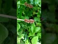 Прикольное интересное растение в на лесной опушке Cool interesting plant on forest edge 숲 가장자리에 있는 시
