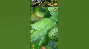 Lemons float, limes sink: the fruit density conundrum