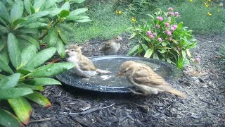 Bird Bath, August 3, 2023 (4/4)