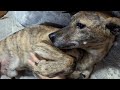 癌が取れて撫で要求が激しくなった元猟犬