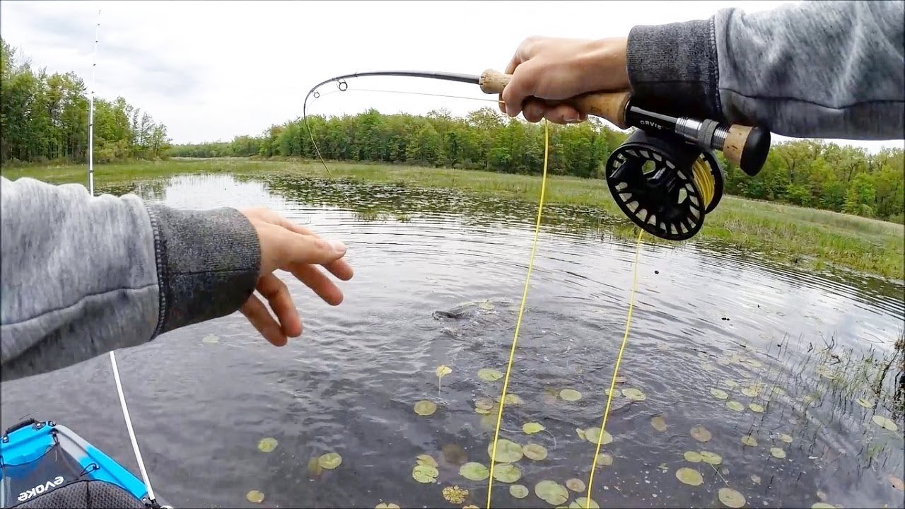 Bowfin on the FLY!! Fishing Close Quarters