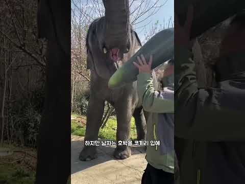 코끼리가 이렇게 큰 호박도 먹을 수 있을까요? thumbnail
