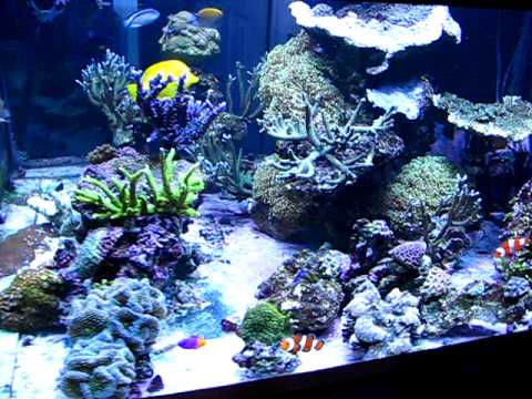 240 Gallon Reef Aquarium - YouTube