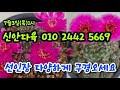 비봉신안다육 010 2442 5669 선인장 대박준비  구경오세요
