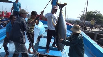 Thủy sản Việt Nam nỗ lực gỡ "thẻ vàng" của EU