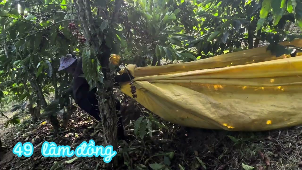 Chuyên muôn thủa của công nhân mùa hái caphe