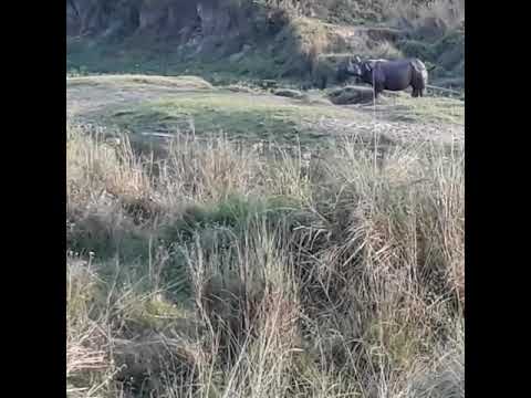 One Horned Rhino in Chitwan National Park