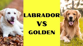 Labrador Retriever vs. Golden Retriever: Understanding the Differences