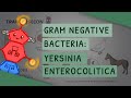 Gram Negative Bacteria: Yersinia enterocolitica