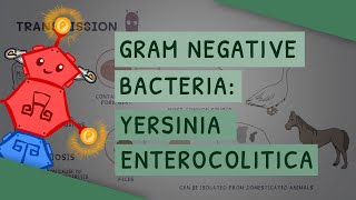 Gram Negative Bacteria: Yersinia enterocolitica by ATP 29,323 views 2 years ago 4 minutes, 24 seconds