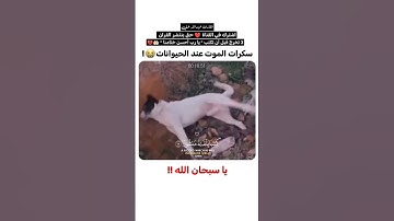 كفى بنفسك اليوم عليك حسيبا 💔😓 القارئ عبدالله علي || #short#quran #القارئ_عبدالله_علي قرآن كريم