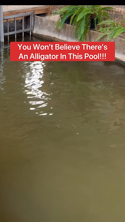 You Won’t Believe There’s An Alligator In This Pool!!! 😱🐊🫧#shorts #alligator