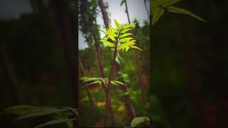 唐加文双博士10179 COM——小视频11
