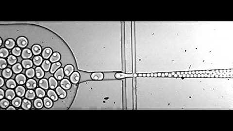 ARAbate encapsulate single microgels