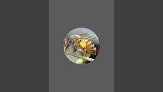 Bee Vision Media កំពុង​ផ្សាយបន្តផ្ទាល់!