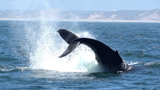 A single Humpback Whale in the air!