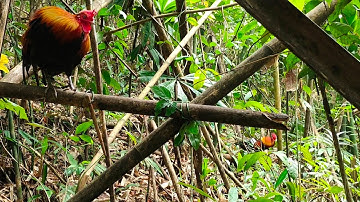 ต่อไก่ป่า yos hav zoov dib qaib qus