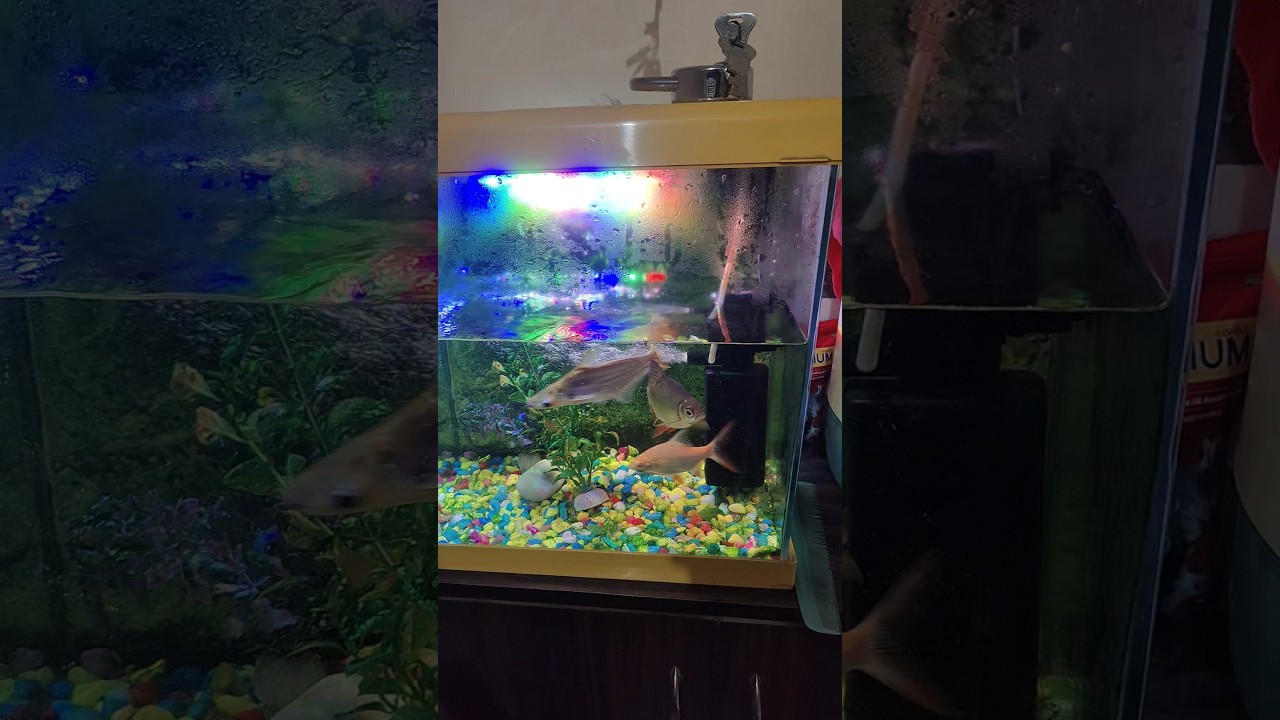 #fishaquarium #aquarium #fish #terrarium #aquariumfish 🐠🐠🐠🐟🦈🐳😍🥰♥️🙏🙏