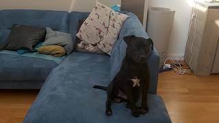 Patterdale Terrier And Leaning Almost Human Like Behaviour Bsl Estacado 11 Mnth Fell