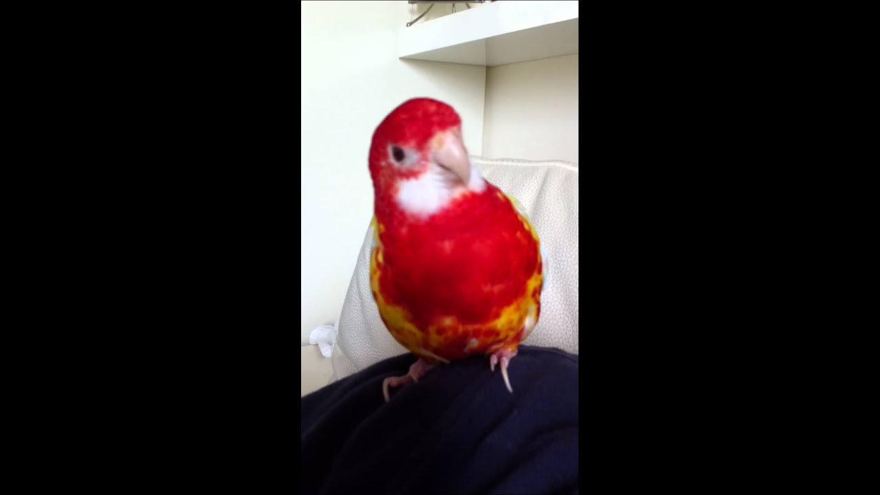Lionel the Eastern Rosella (Lutino) 