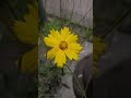 A Flower Under the Streetlight