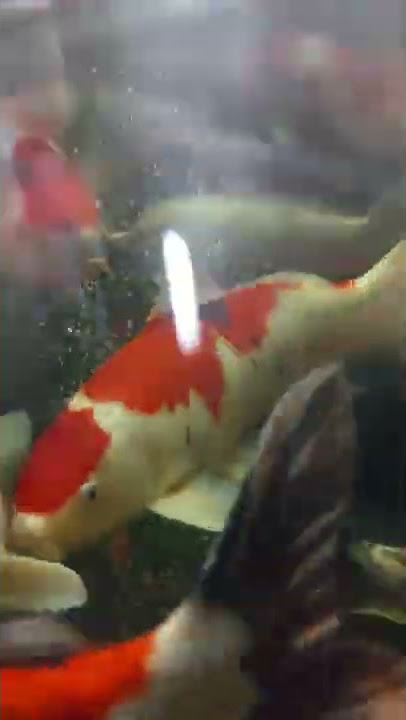 Kumpulan Ikan koi #fyp #shorts #koi #koiblitar #koiindonesia  #koipond #koilover #koishow