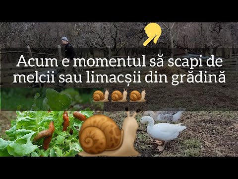 Video: Limac mare de pe marginea drumului: descriere și fotografie