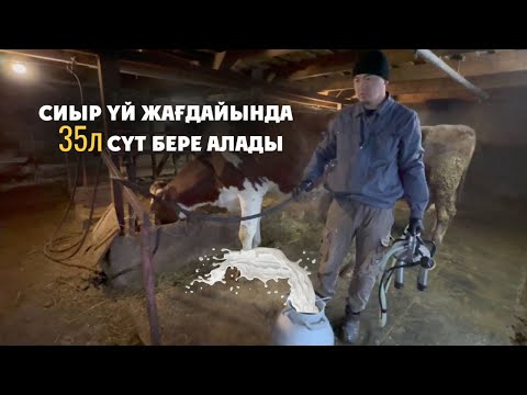 Бейне: Сиырлардың тұқымдары қандай? Сиыр қанша тұрады?