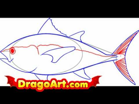 How to draw a tuna, step by step - YouTube