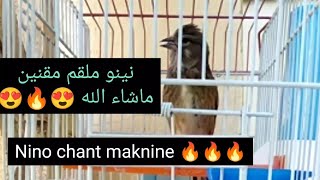 نينو غناء |حسون | تفاحي ملقم حسون 🔥🔥🔥 Nino chant maknine كماتشو، حرمل