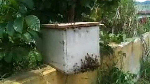 Doris Lowe Re-incarnated into Bees (April 3rd 2013)