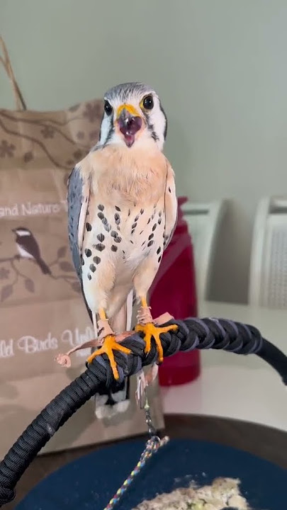 Alap alap #aceh #aceh #bireuen #bireuen #batuakik #medan #belawan #benermeriah