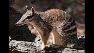 Katie Bird on The Rise of the Insectivores by Western Australian Insect Study Society 4 views 3 weeks ago 46 minutes