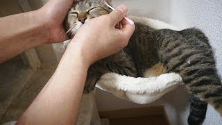 ブチ切れ猫ちゃんの耳掃除をすると・・・ by キジトラ猫ぬー 192 views 3 years ago 2 minutes, 11 seconds
