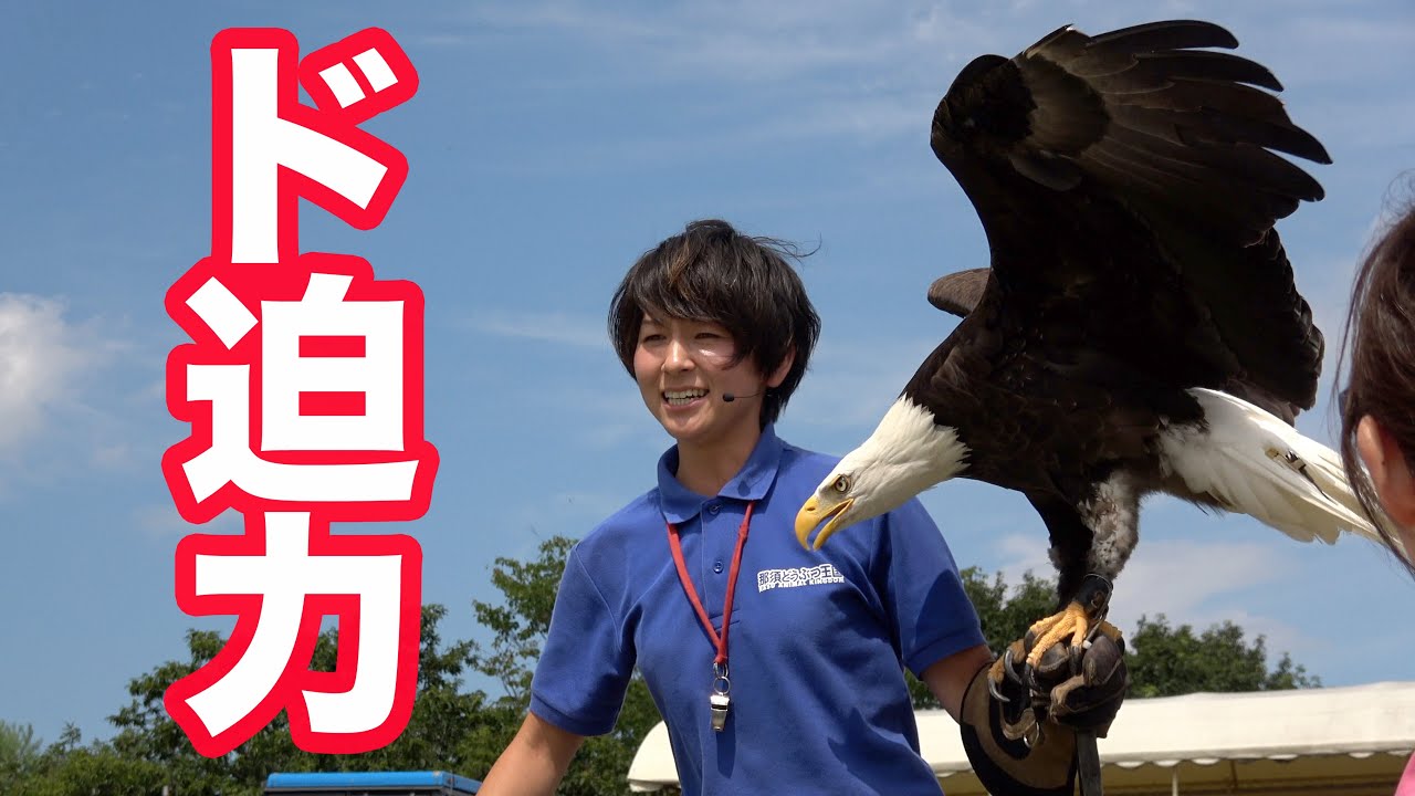 荒ぶるハクトウワシが怖すぎ ヨウムのお返事 バードパフォーマンスショーbroad Part2 那須どうぶつ王国 Youtube 荒ぶるハクトウワシが怖すぎ ヨウムのお返事 バードパフォーマンスショーbroad Part2 那須どうぶつ王国 Youtube