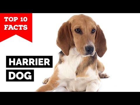 Vidéo: Harrier Dog Race Hypoallergénique, Santé Et Durée De Vie