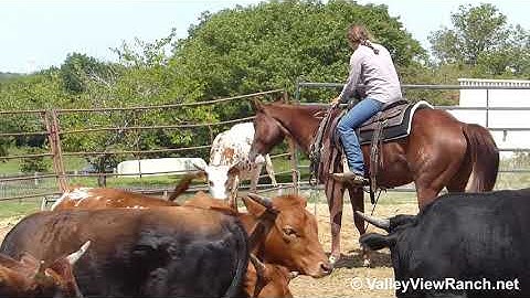 Hot Casino Mate - working cows! - ValleyViewRanch.net
