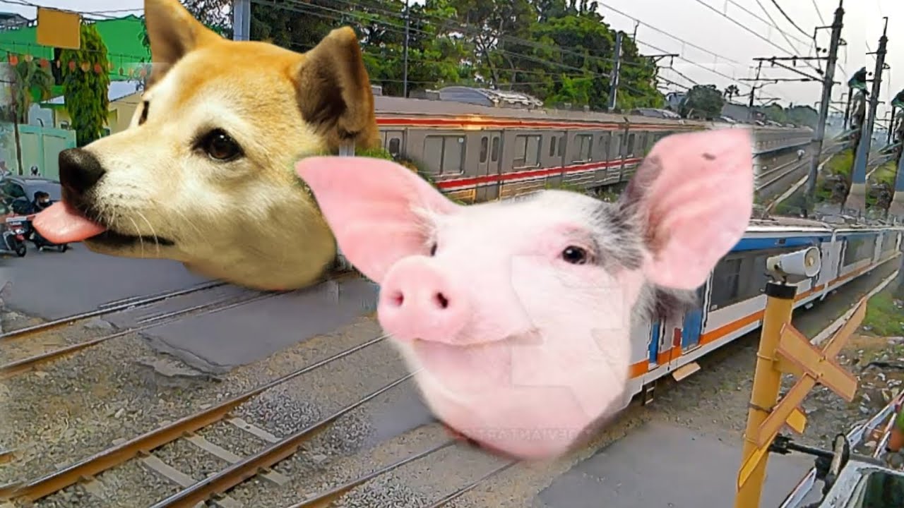 Ko Ada Kereta Api Kepala Anjing Ama Babi - YouTube