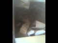 Cat in a box