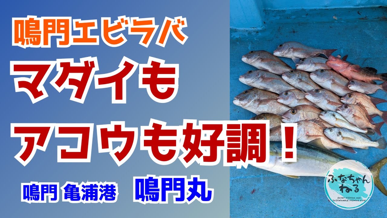 【鳴門タイラバ】釣れるうちに行け！終盤の鳴門エビラバで予想外の好釣果