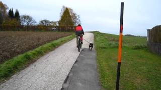 Dog on the bicycle - Hund am Fahrrad