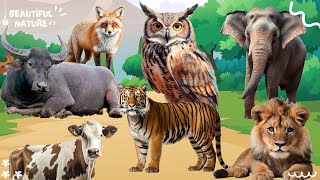 Wild Animal Sounds In Peaceful: Buffalo, Owl, Elephant, Lion, Cow, Fox, Tiger by Beautiful Nature 156 views 4 weeks ago 10 minutes, 17 seconds