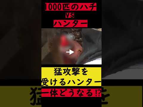 1000匹のスズメバチvsハンターの最終決戦